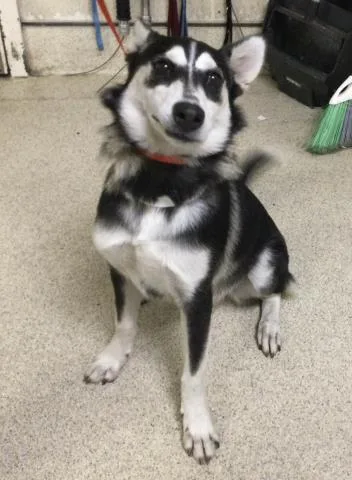 A young medium-sized female Husky dog named Bell for adoption in Riverside, CA