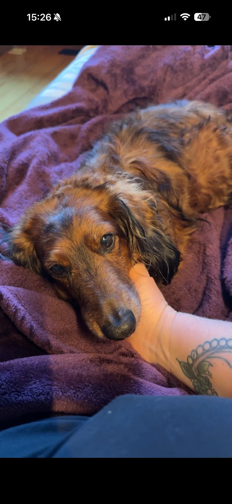 An adult small-sized male Dachshund dog named Milo for adoption in Glenwood City, WI
