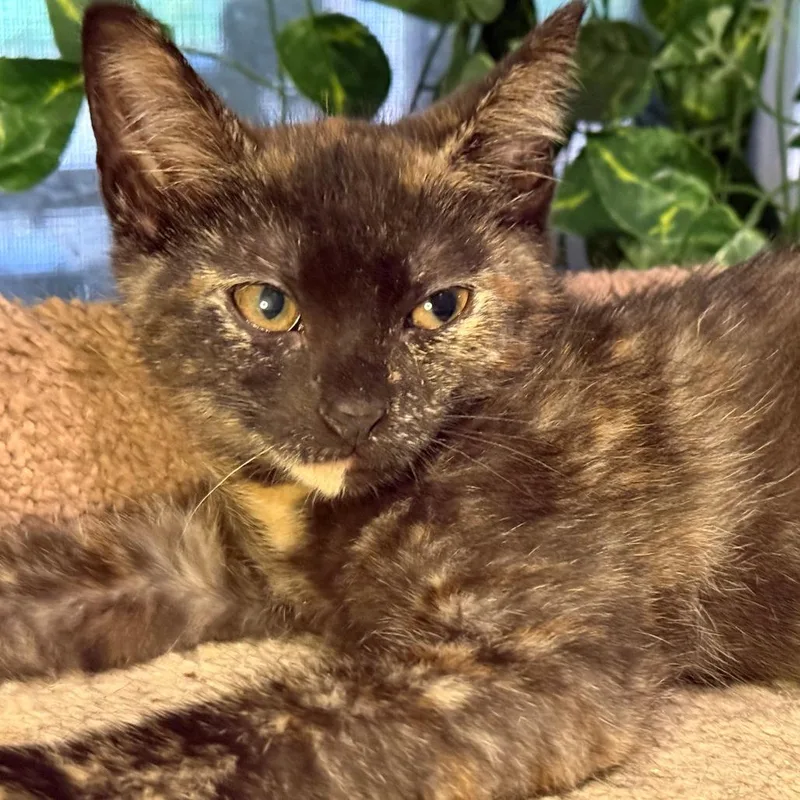 A baby small-sized female Tortoiseshell Domestic Short Hair cat named Marina for adoption in Jupiter, FL