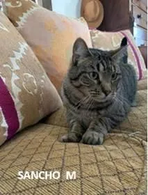 An adult medium-sized male Domestic Short Hair cat named Sancho for adoption in Evergreen, CO