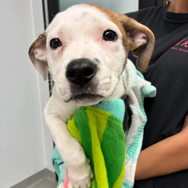 A baby small-sized female White / Cream Terrier dog named Samantha for adoption in Abilene, TX