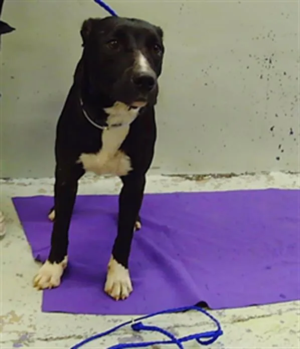 An adult medium-sized female Staffordshire Bull Terrier dog named Itzel for adoption in Houston, TX
