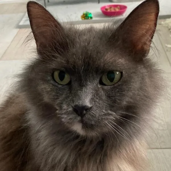 An adult medium-sized female Tortoiseshell Domestic Long Hair cat named Bella for adoption in Riverside, CA
