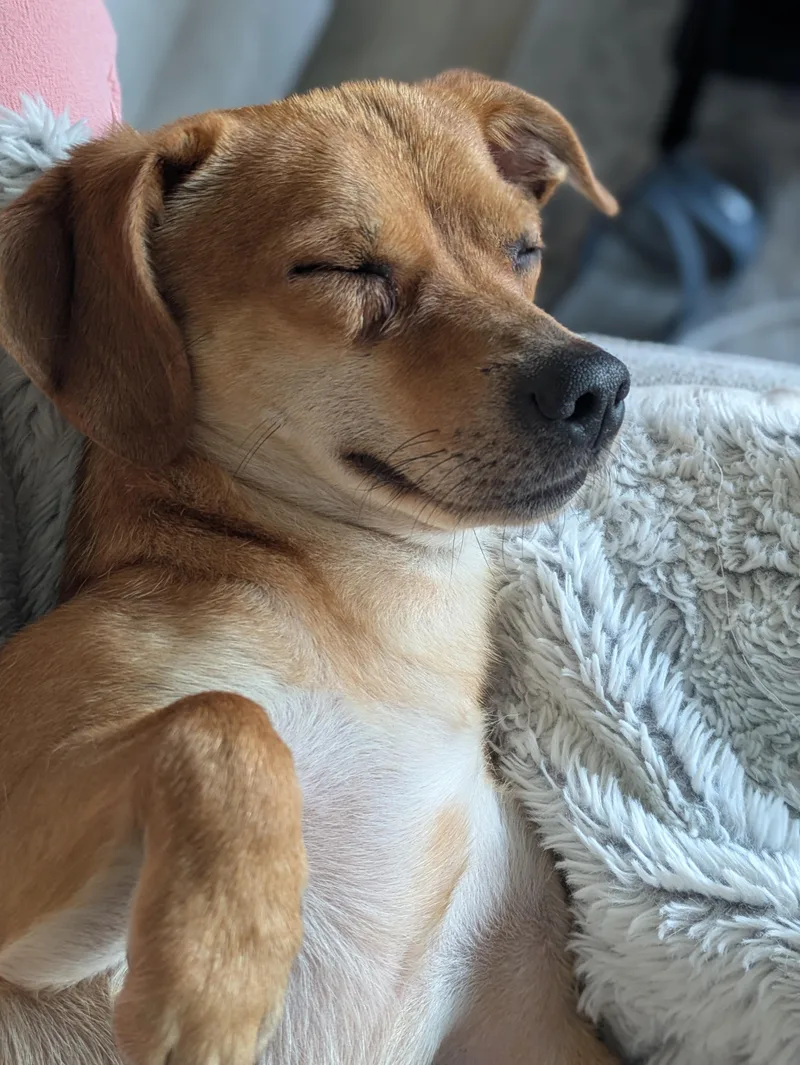 An adult small-sized male Yellow / Tan / Blond / Fawn Chiweenie dog named Georgie for adoption in lynnwood , WA