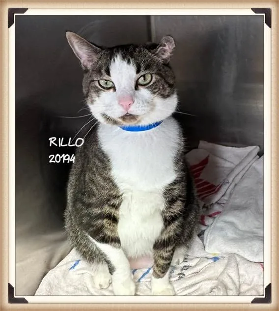 A senior large-sized male Tabby (Gray / Blue / Silver) Domestic Short Hair cat named Rillo for adoption in Marietta, GA