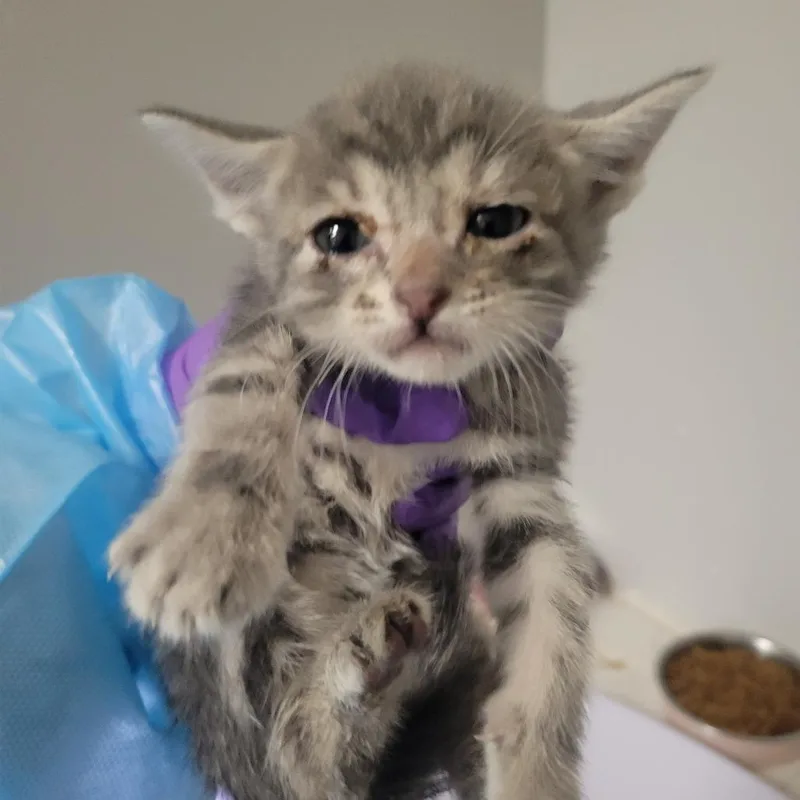 A baby small-sized female Gray / Blue / Silver Domestic Short Hair cat named Italian Cities for adoption in Westminster, CA