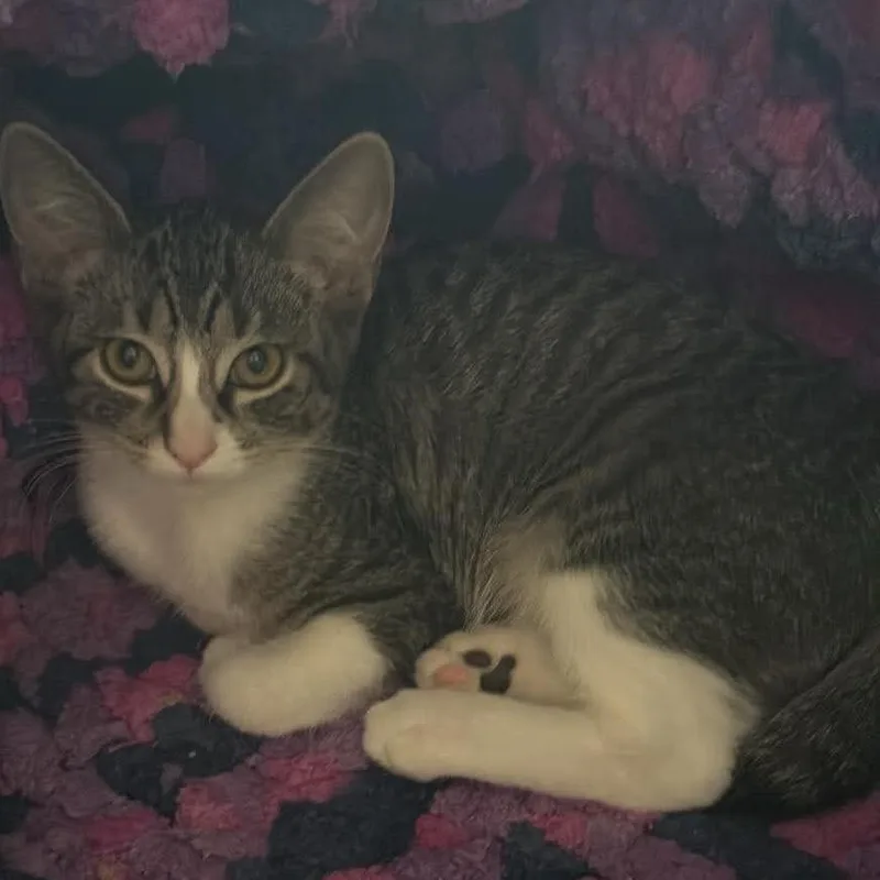 A baby small-sized female Gray / Blue / Silver Domestic Short Hair cat named Sleepy Hughes for adoption in Eagle Mountain, UT