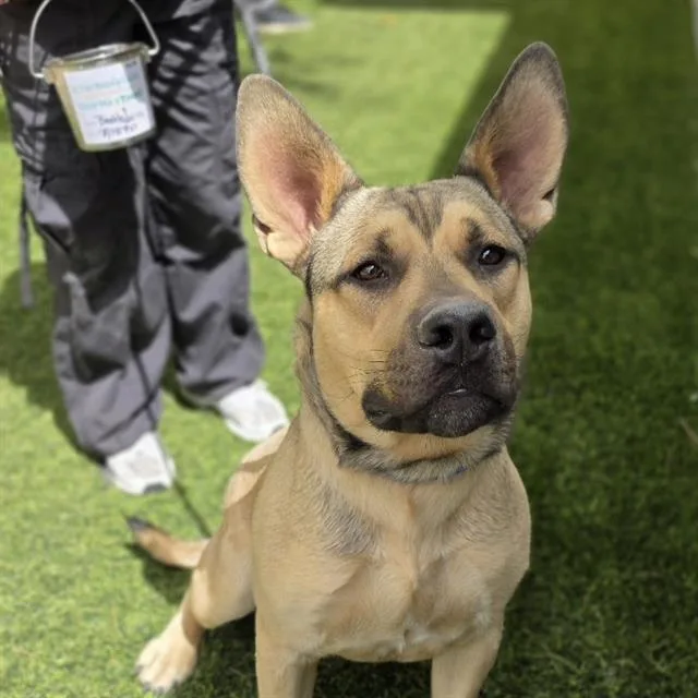 An adult large-sized male German Shepherd Dog dog named Beetlejuice for adoption in Las Vegas, NV