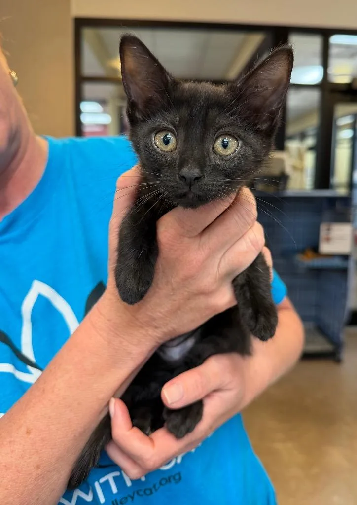 A baby medium-sized female Domestic Short Hair cat named Laughing Cow for adoption in Cincinnati, OH