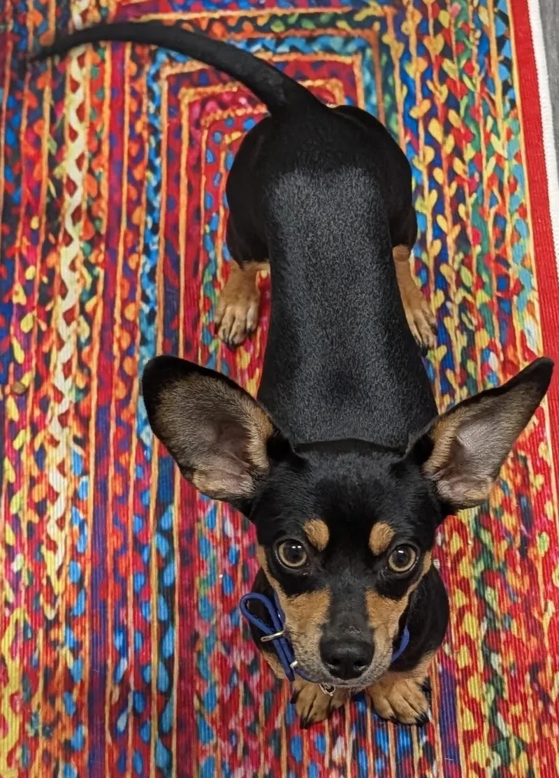 A young small-sized male Miniature Pinscher dog named Quincy for adoption in Ephrata, WA