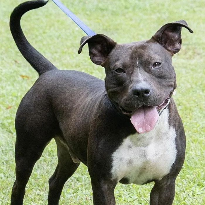 An adult medium-sized male Black Terrier dog named Timber for adoption in Slidell, LA