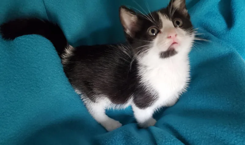A baby small-sized female Domestic Short Hair cat named S'mores for adoption in Carlsbad, CA