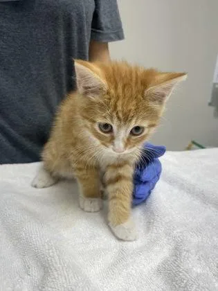 A baby small-sized male Domestic Short Hair cat named Cheddar for adoption in Sacramento, CA