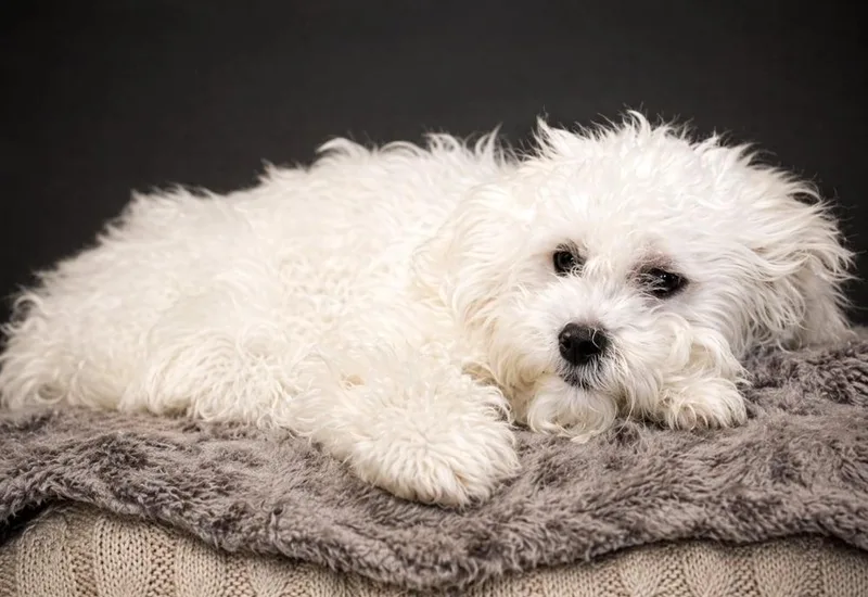 A young small-sized male White / Cream Shih Tzu dog named Scout for adoption in Cheboygan, MI