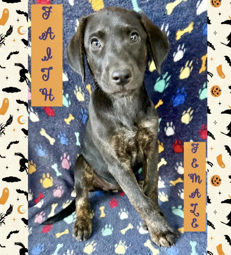 A baby medium-sized female Labrador Retriever dog named Faith for adoption in Manchester, CT
