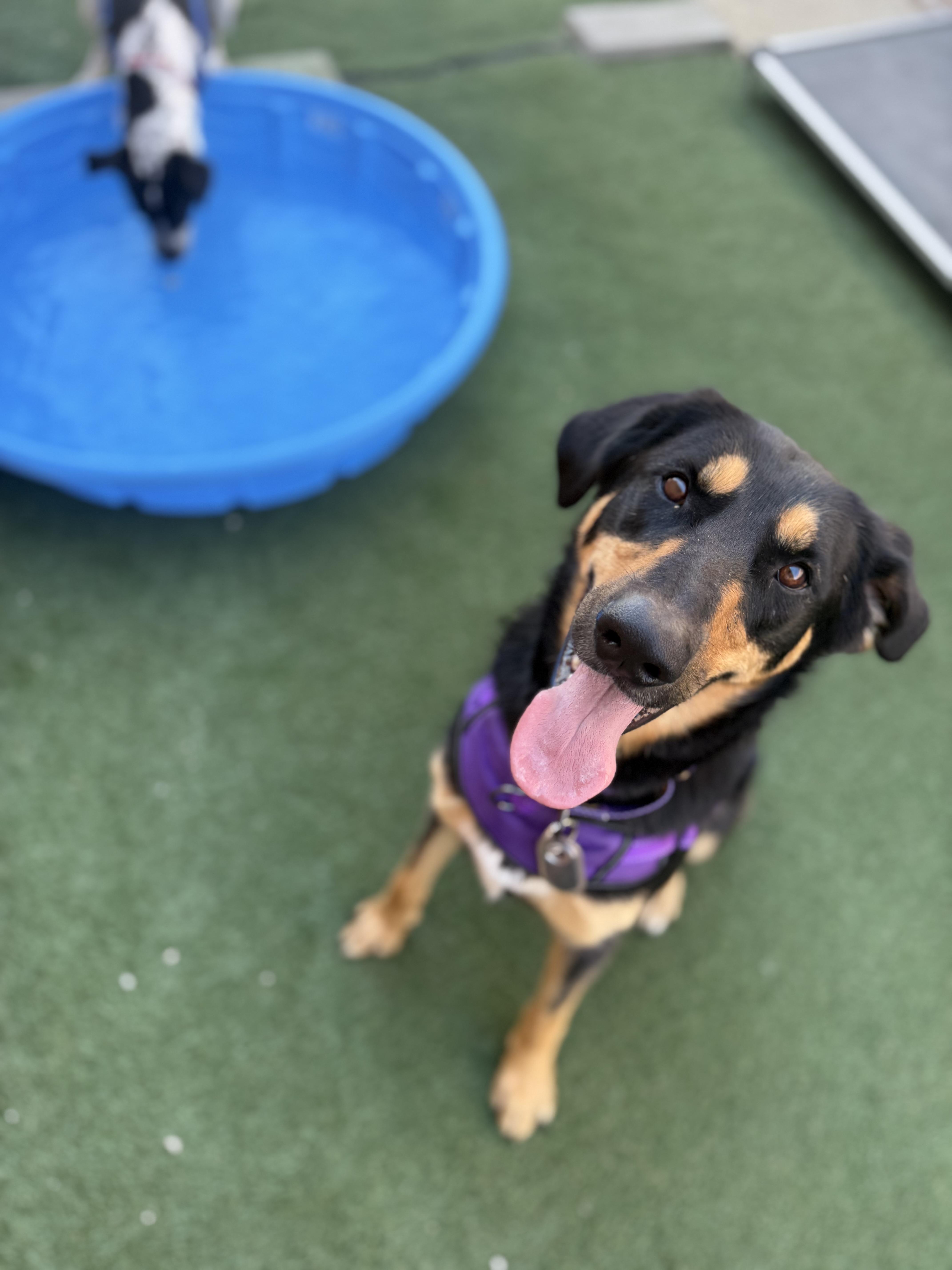 A young medium-sized female Australian Kelpie dog named Sweets for adoption in Itasca, IL