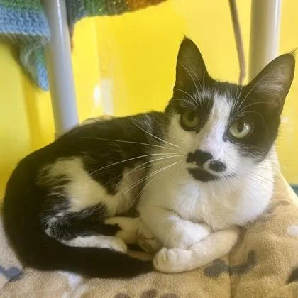 An adult small-sized female Domestic Short Hair cat named Milky Way for adoption in East Montpelier, VT