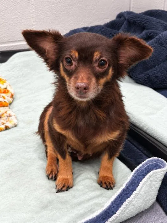 An adult small-sized female Chihuahua dog named Minnie for adoption in Aiken, SC