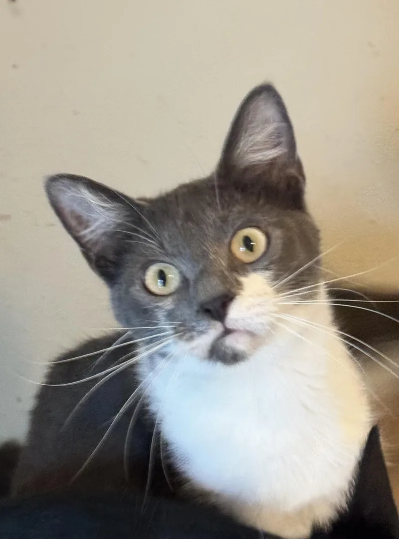 A young medium-sized male Gray & White Tuxedo cat named Hemingway for adoption in Falmouth, ME