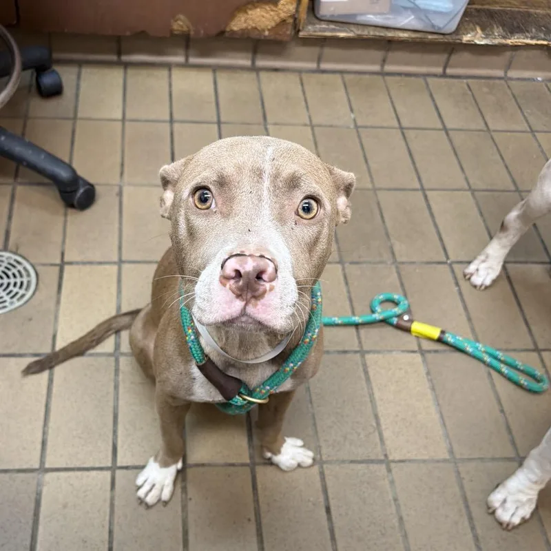 An adult medium-sized female Pit Bull Terrier dog named Dolly for adoption in Birmingham, AL