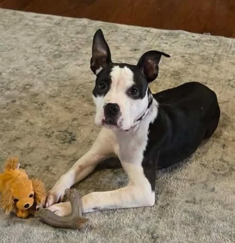A young medium-sized female Pit Bull Terrier dog named Tanner for adoption in Columbia, MO