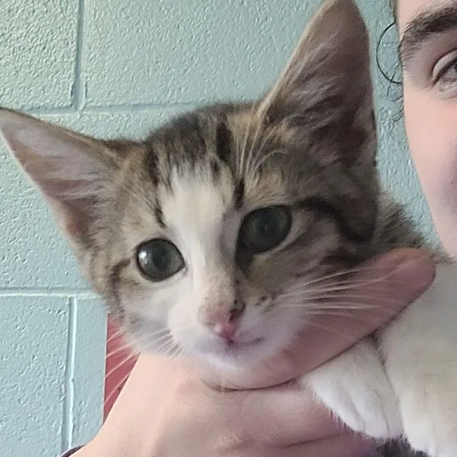 A baby small-sized female Brown / Chocolate Domestic Short Hair cat named Crumblec for adoption in East Saint Louis, IL