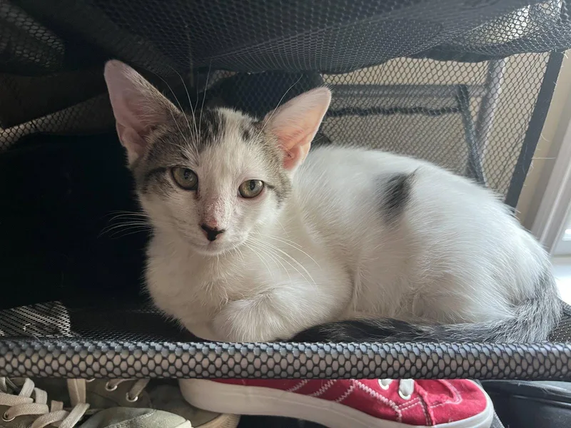 A baby medium-sized male Domestic Short Hair cat named Gamma for adoption in Broomall, PA