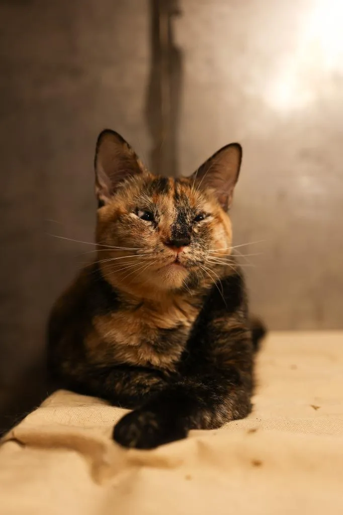 A young medium-sized female Tortoiseshell Tortoiseshell cat named Keller for adoption in Mira Loma, CA