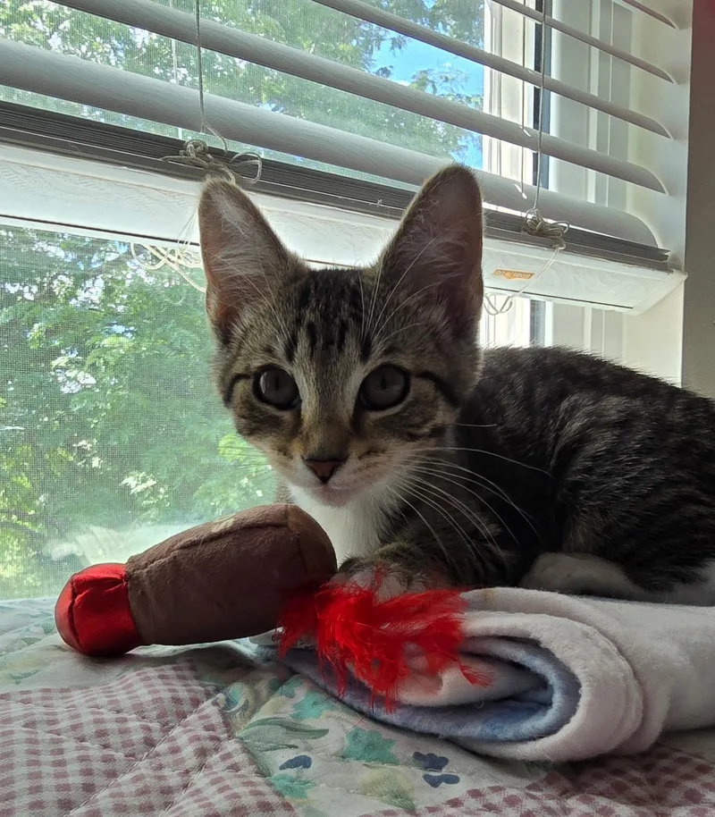 A baby small-sized female Tabby (Brown / Chocolate) Domestic Short Hair cat named Wolfy for adoption in Warminster, PA