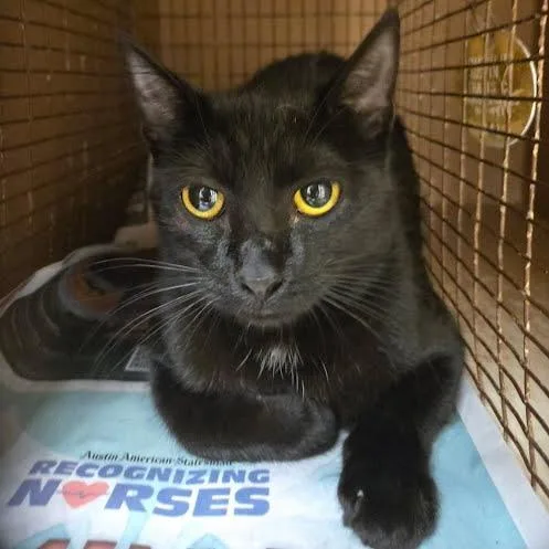 A young medium-sized female Black Domestic Short Hair cat named Keys for adoption in Austin, TX