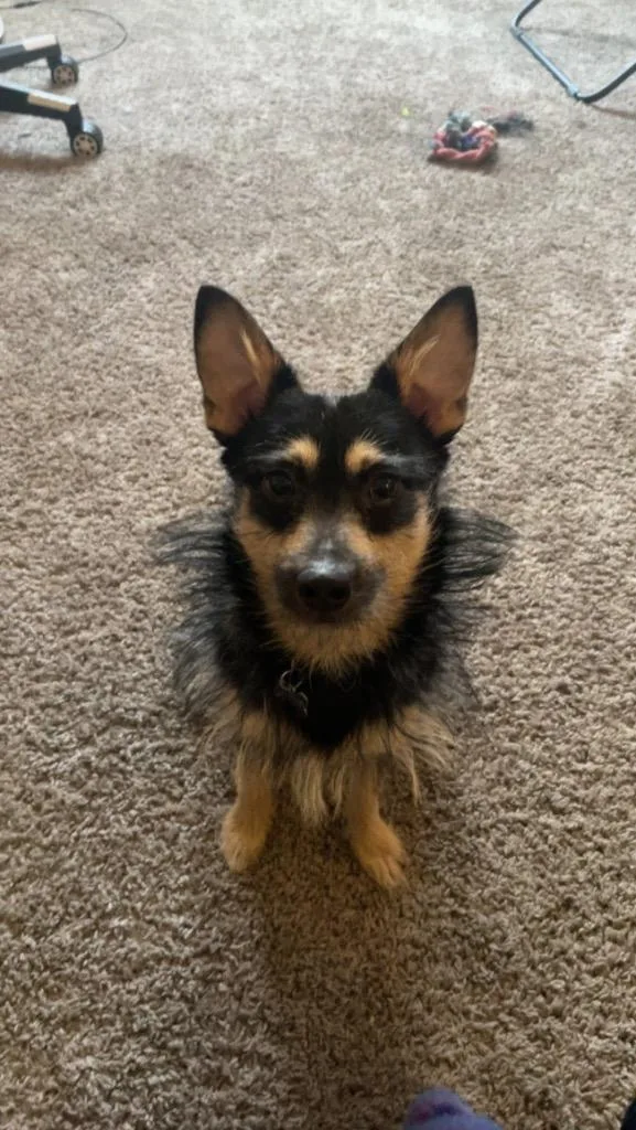 An adult small-sized male Wirehaired Terrier dog named Cayde for adoption in Pine Grove, PA