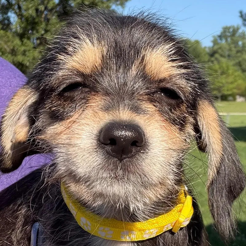 A baby small-sized female Black Terrier dog named Faithe  yellow for adoption in Greenfield, IN