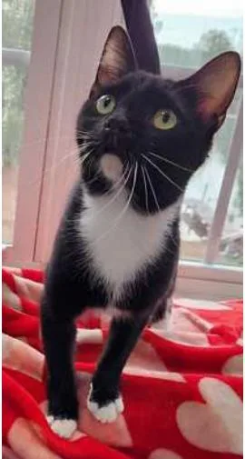 An adult medium-sized male Domestic Short Hair cat named Boots for adoption in Fairfax, VA