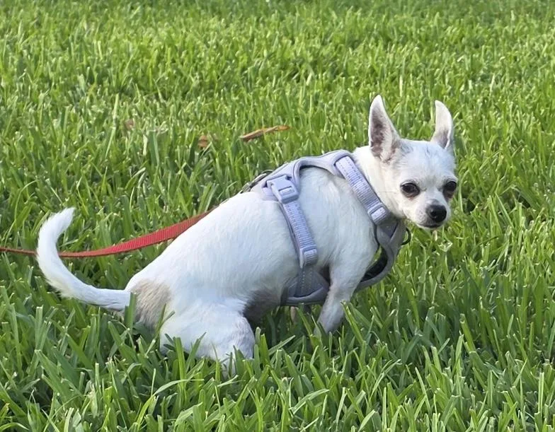 A senior small-sized female White / Cream Chihuahua dog named Tiffany Chi for adoption in Sarasota, FL