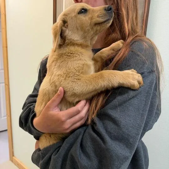 A baby small-sized male Yellow / Tan / Blond / Fawn Labrador Retriever dog named Wapi for adoption in Driggs, ID