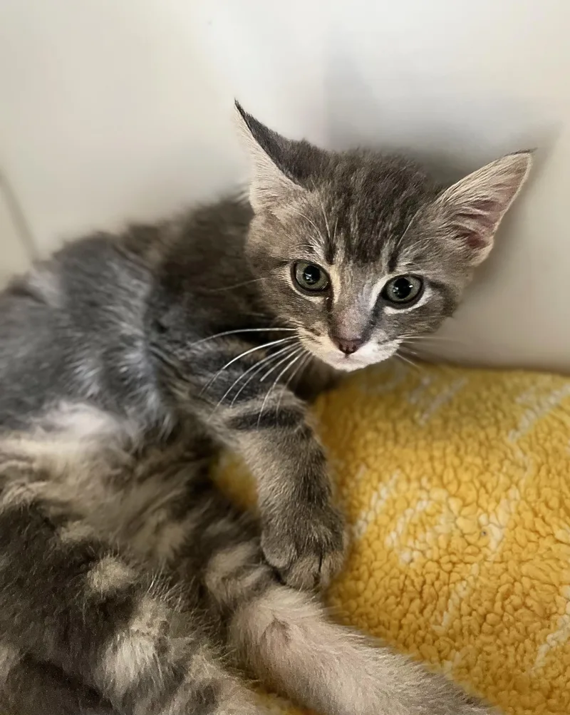 A baby medium-sized female Tabby (Gray / Blue / Silver) Domestic Short Hair cat named Aioli for adoption in Seville, OH