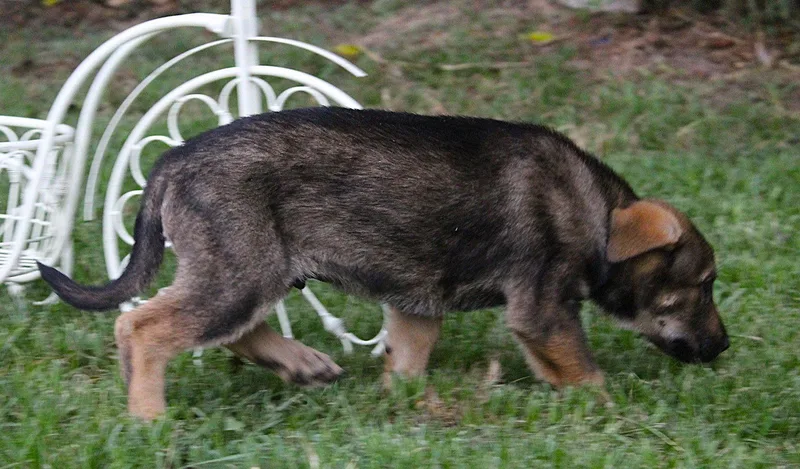 Marshall Wks Neuter Contract thumbnail 3