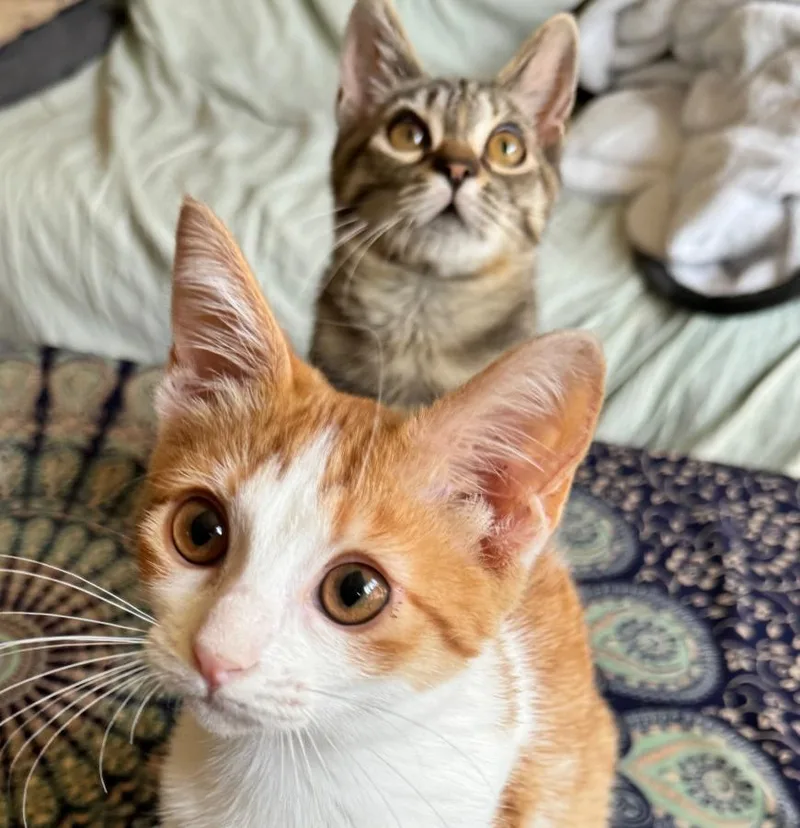 An adult small-sized female Orange & White Domestic Short Hair cat named Kevyn for adoption in Palo Alto, CA