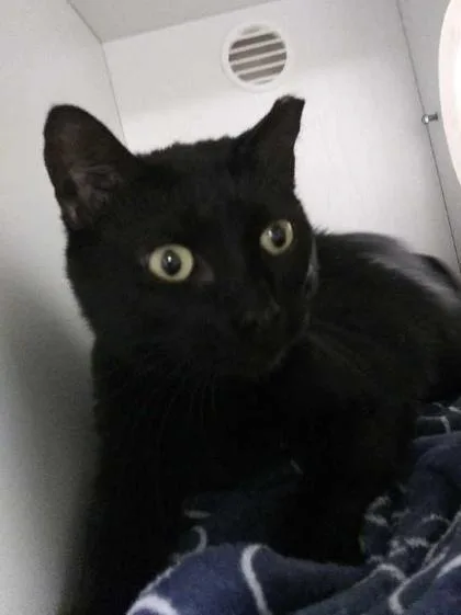 An adult medium-sized female Domestic Short Hair cat named Leeloo for adoption in Savannah, GA