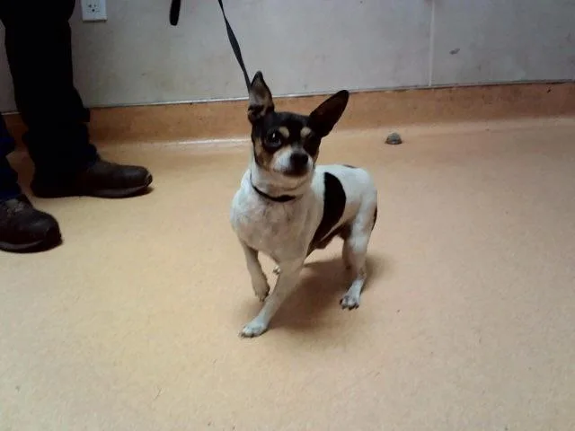A young small-sized male Chihuahua dog named Woldorf for adoption in Martinez, CA