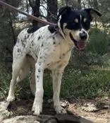 An adult medium-sized female Black Australian Cattle Dog / Blue Heeler dog named Sapphire for adoption in Lakeside, AZ