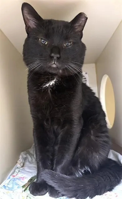 A young medium-sized male Domestic Short Hair cat named Ronald for adoption in Boston, MA