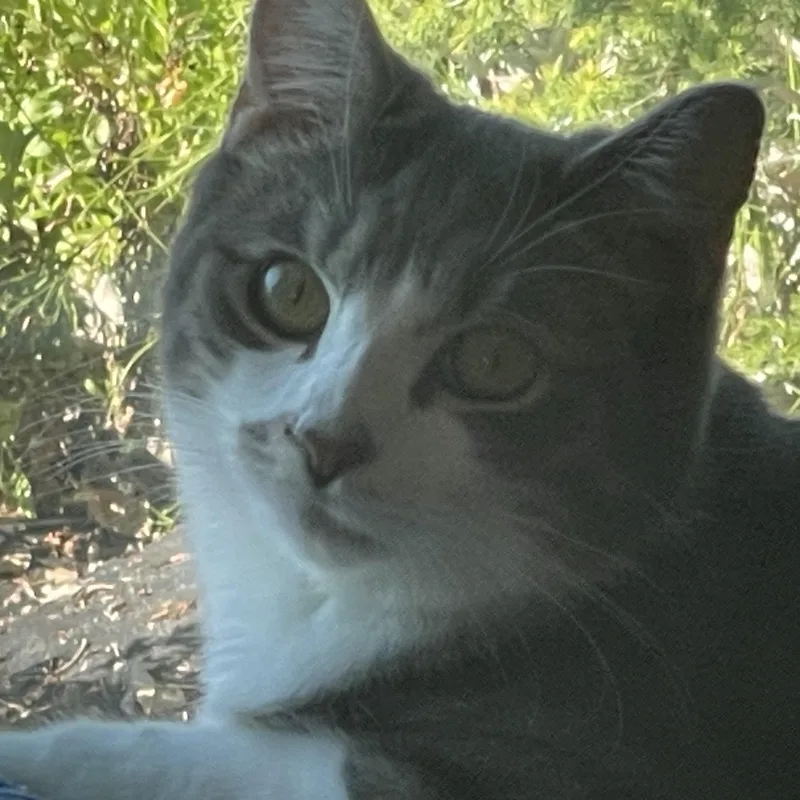 A young large-sized female Tabby (Gray / Blue / Silver) Tabby cat named Puff for adoption in Fountain Valley, CA