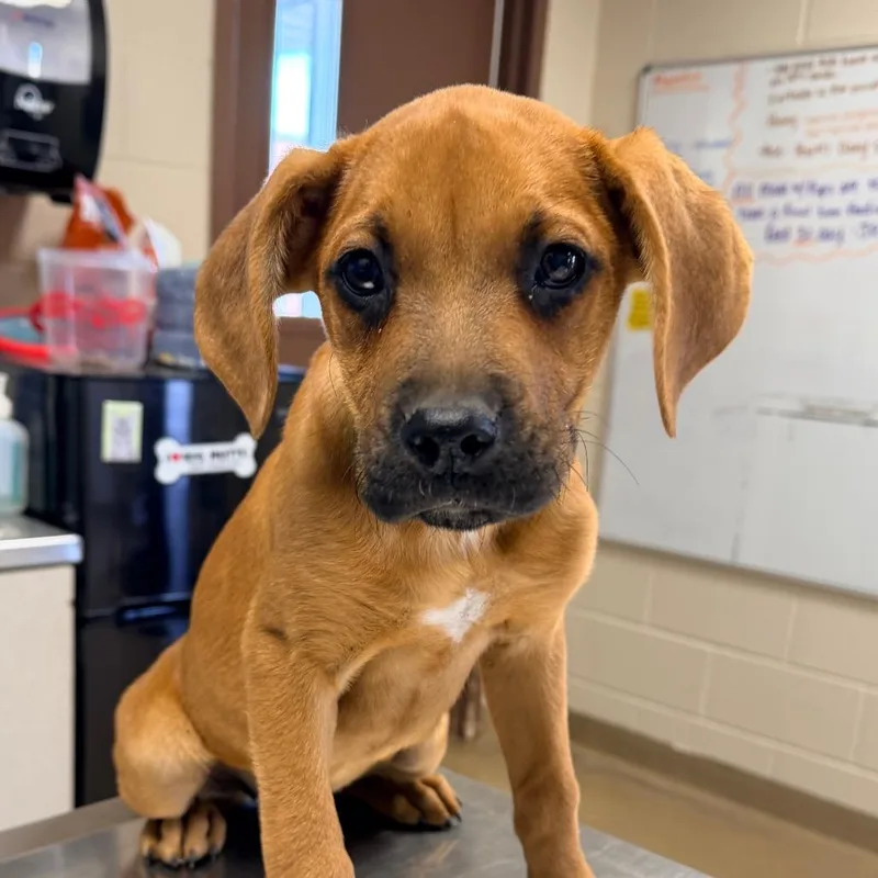 A baby small-sized female Brown / Chocolate Labrador Retriever dog named Autumn for adoption in San Antonio, TX
