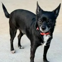 An adult small-sized male Black Mixed Breed dog named Oso for adoption in New York, NY