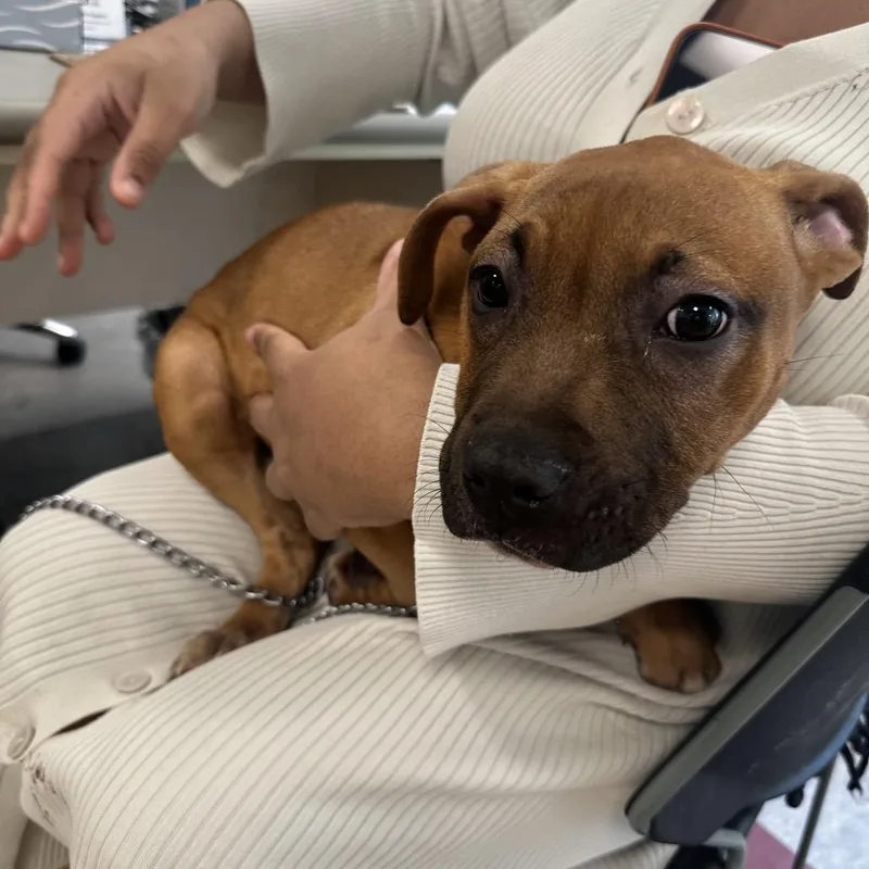 A baby medium-sized male Yellow / Tan / Blond / Fawn Mixed Breed dog named Atticus for adoption in Philadelphia, PA