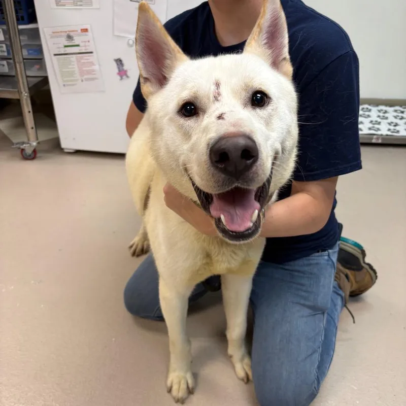 A young medium-sized male White / Cream Husky dog named Frosty for adoption in Newark, NJ