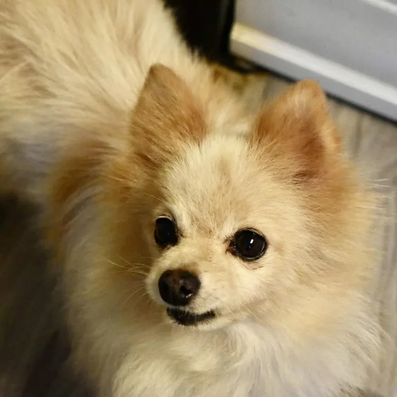 A senior small-sized female Pomeranian dog named Pom Pom for adoption in Graham, WA