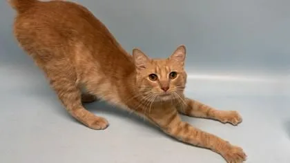 An adult small-sized male Domestic Short Hair cat named Juji for adoption in Woodbury, MN