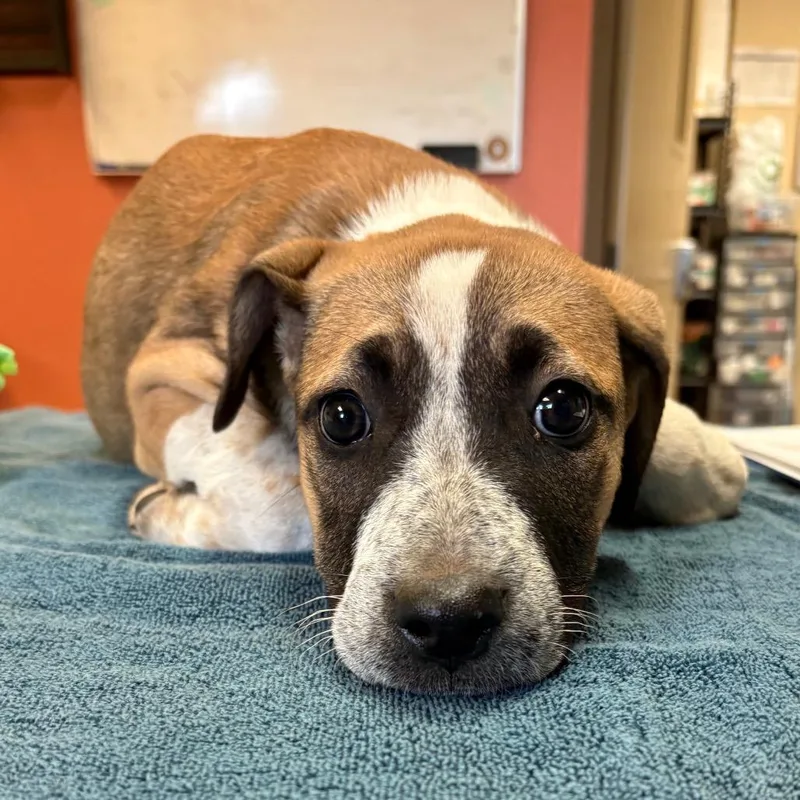 A baby small-sized male Black Mixed Breed dog named Pipette for adoption in Flagstaff, AZ